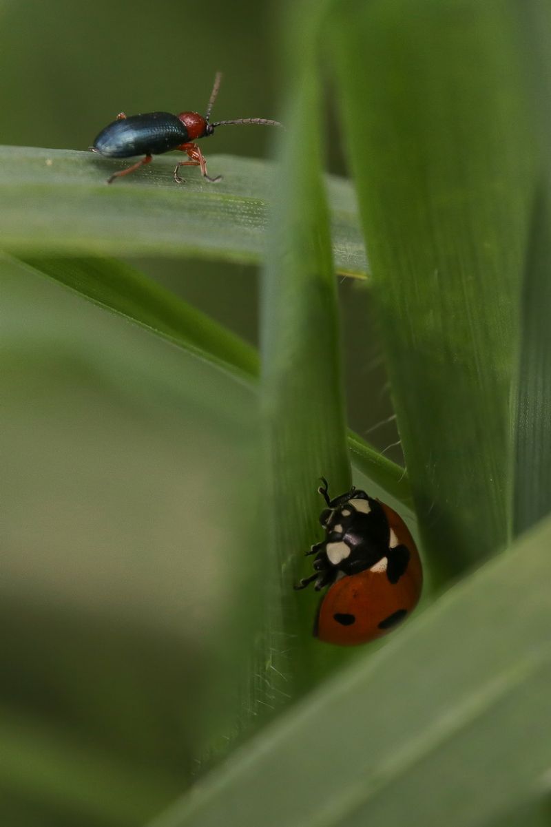 Chrysomelidae - Oulema sp.